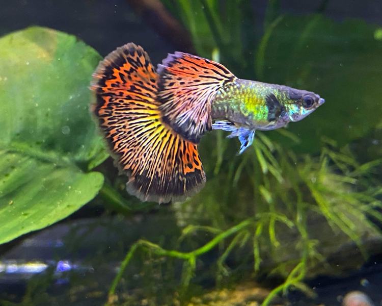 Dragon Guppy - Male ~ 3cm